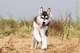 SIBERIAN HUSKY 124